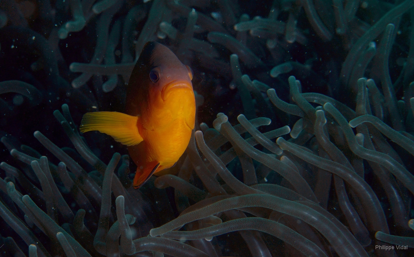 Birmanie - Mergui - 2018 - DSC02580_f - Tomato Clownfish - Poisson-clown tomate - Amphiprion frenatus .jpg